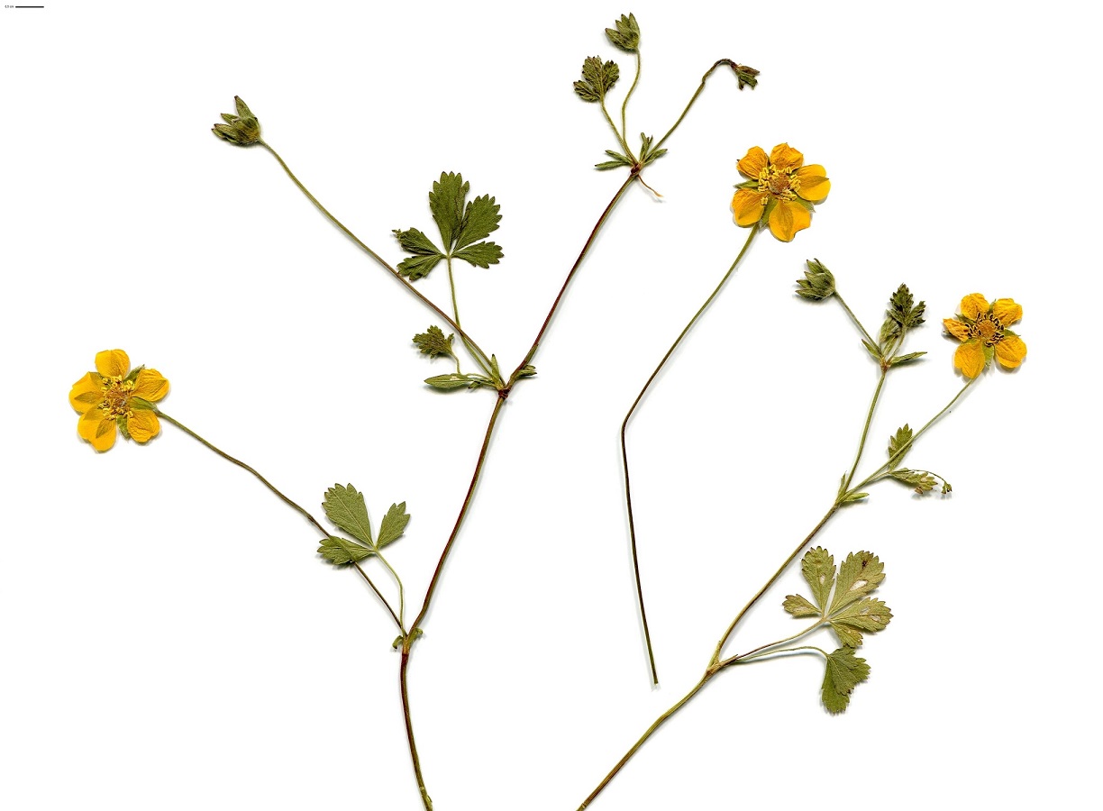 Potentilla reptans (Rosaceae)